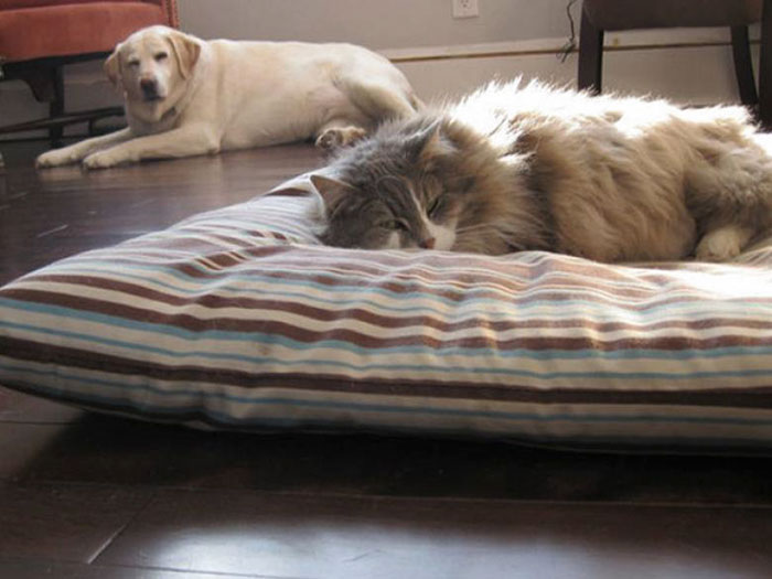 cats-stealing-dog-beds-102-57e13d8380d43__700