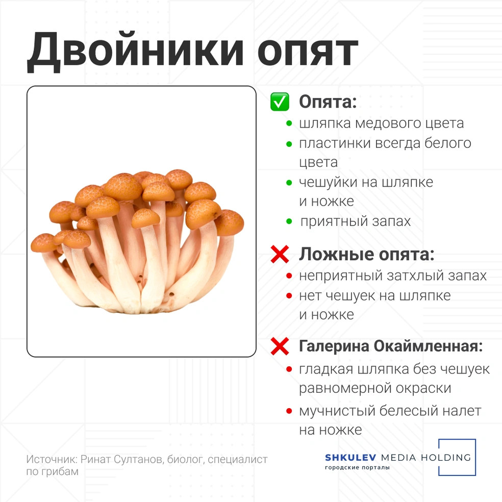 Смертельно опасны: как отличить ложные грибы — двойники от съедобных еда,здоровье,отравление