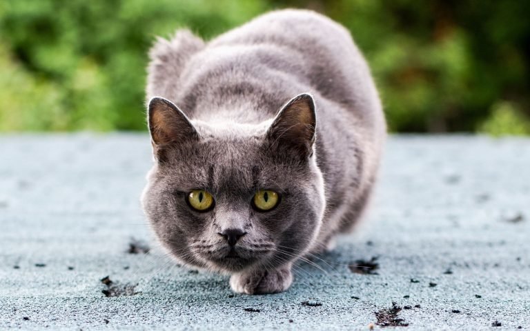 10 кошачьих секретов, о которых вы не догадывались интересно, кошки, факты
