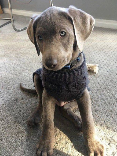 Пушистые милахи 