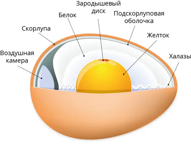 Никогда не разглядывал яичницу в таких подробностях! 