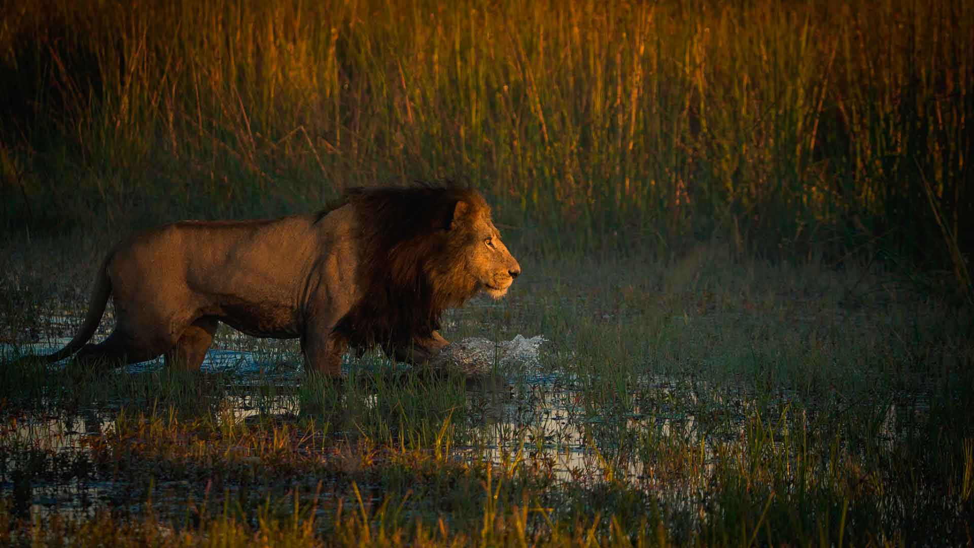 Лев царь зверей потому что он является древнейшим животным