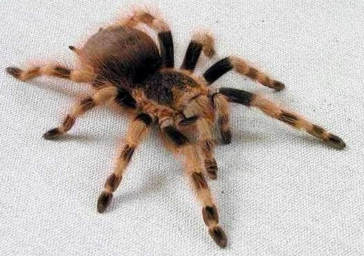 Южнорусский тарантул: красив и небезобиден