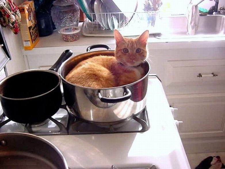 Ох, уж эти кошки