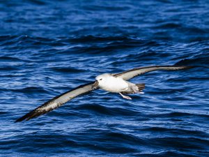 Интересные факты об альбатросах. 12-ть фактов об альбатросе