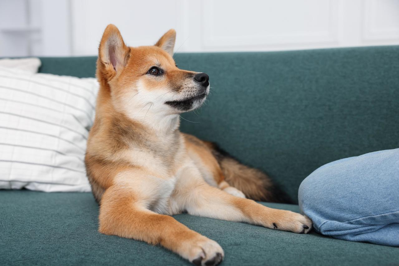 «Он не игрушка»: как объяснить ребенку, что питомца обижать нельзя может, животное, ребенок, питомцем, собака, кошка, когда, стоит, ребенка, играть, питомца, хвост, границы, только, должны, могут, можно, рычит, руками, значит