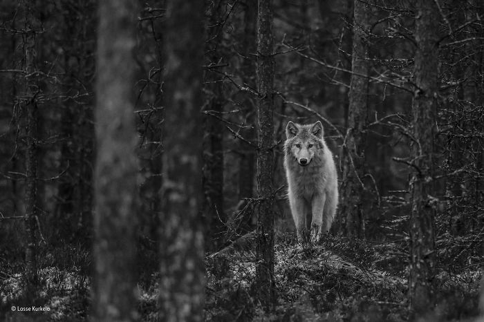 'Wolf Watch' By Lasse Kurkela, Finland, 11–14 Years Old Finalist
