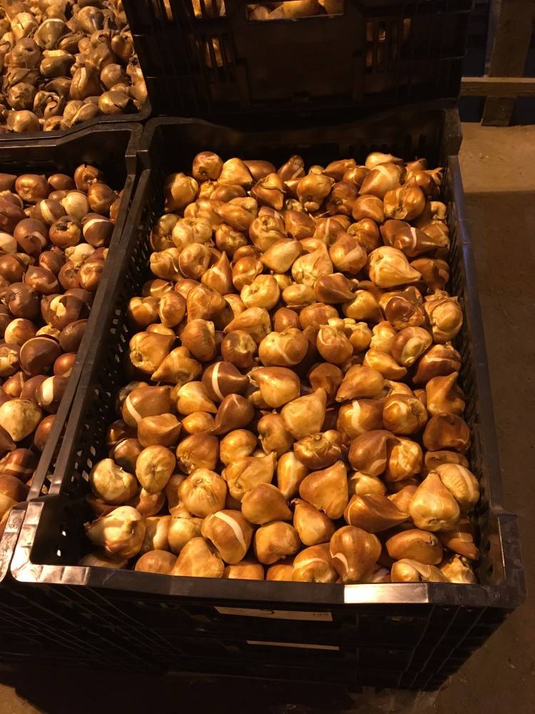 Шведская торговля с Германией: руда, уголь и тюльпаны Шведская торговля с Германией: руда, уголь и тюльпаны история