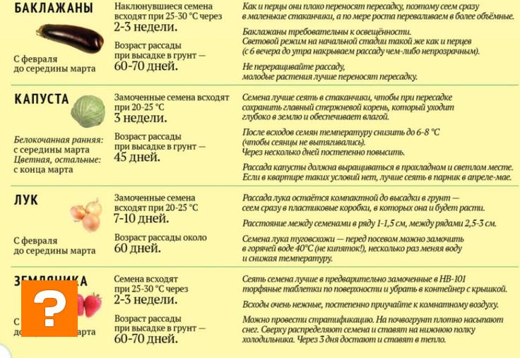 Срок посадки семян томатов