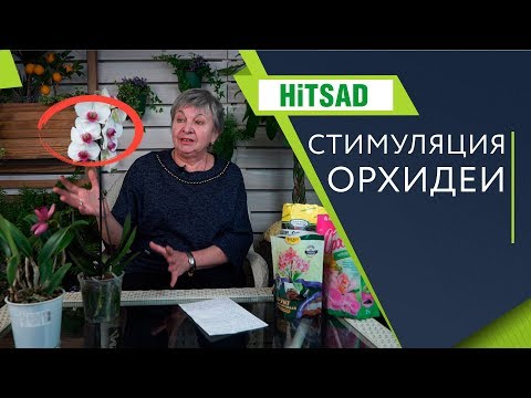 Как разбудить спящую ОРХИДЕЮ ✔️ Как заставить цвести Орхидею ✔️ Лучшие способы от Хитсад ТВ