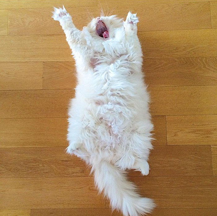 кот выглядит как пушистое облако