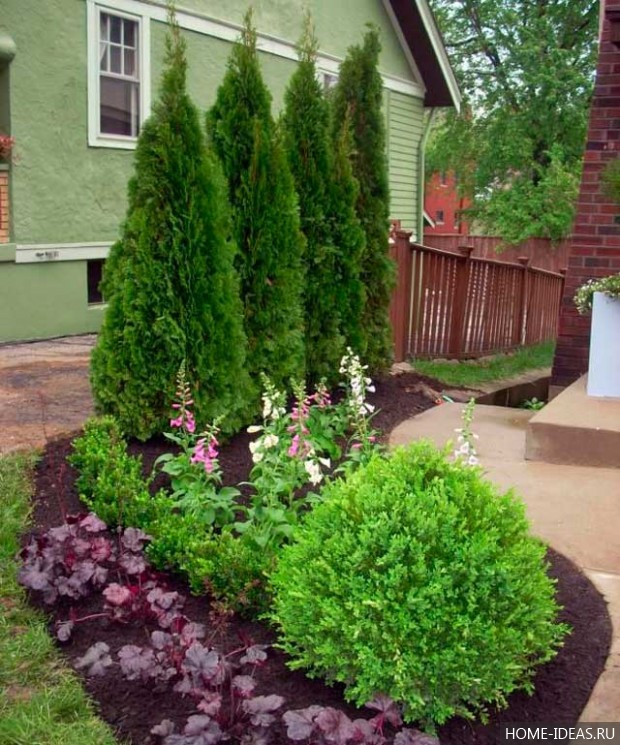 Хвойные растения для сада фото и названия