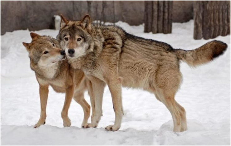 Волки помогли принять роды у беременной женщины во время бури 