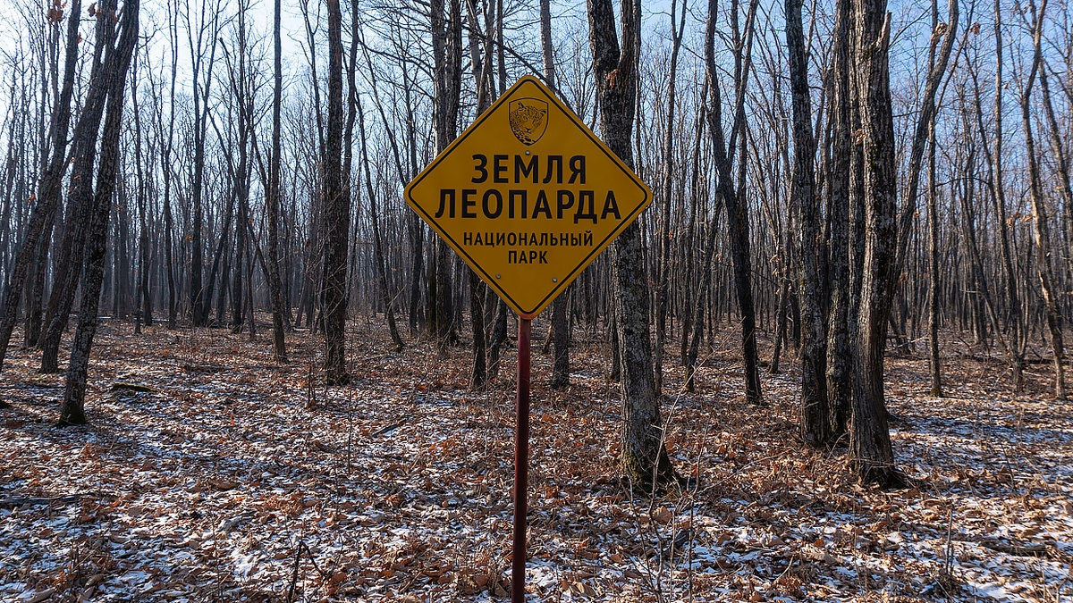 Discovery по-приморски: экстремальные съемки леопардов