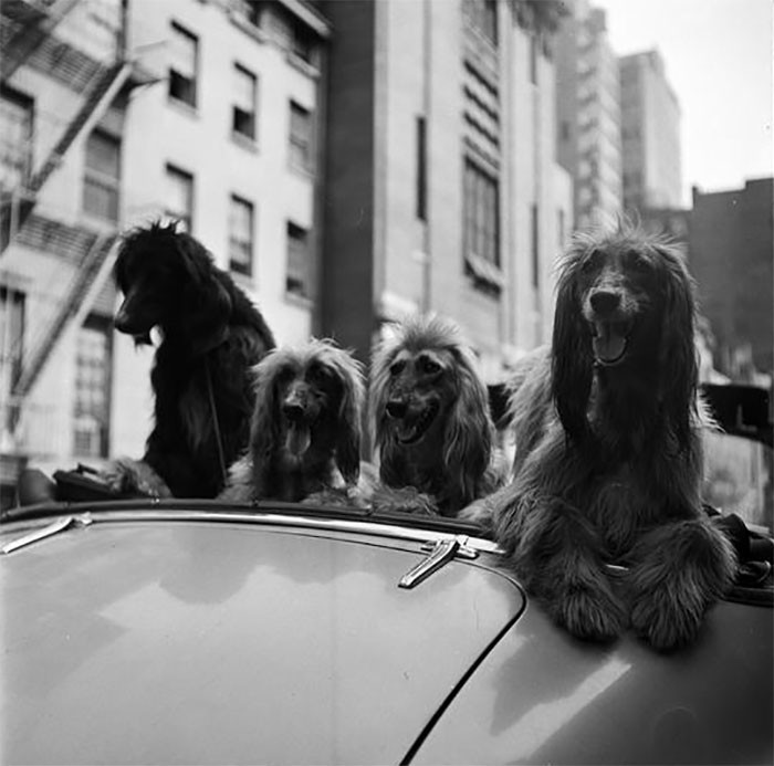 Собаки в кабриолете, 1949 life, Стэнли Кубрик, звезды, знаменитости, режиссеры, фотограф, фотографии, юность гения