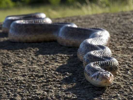 Огромная ядовитая змея забралась в кровать к семье из Австралии