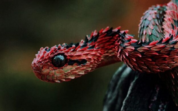 Колючая кустарниковая гадюка. Невероятно красивая, но ядовитая змея