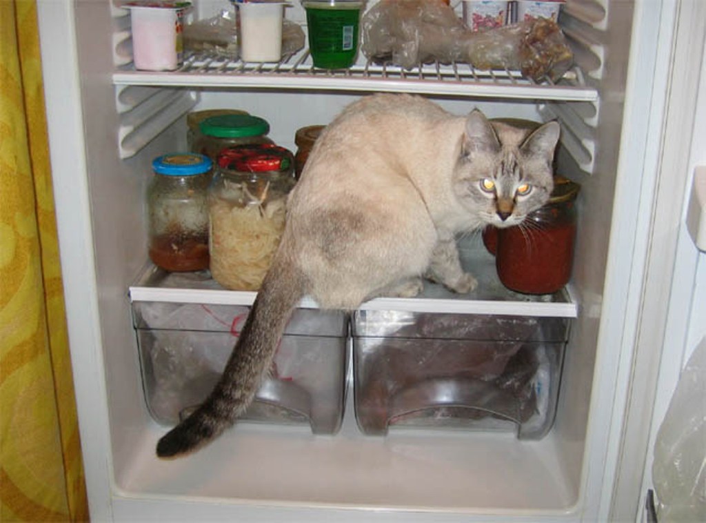 Фотография: Коты в холодильниках №22 - BigPicture.ru