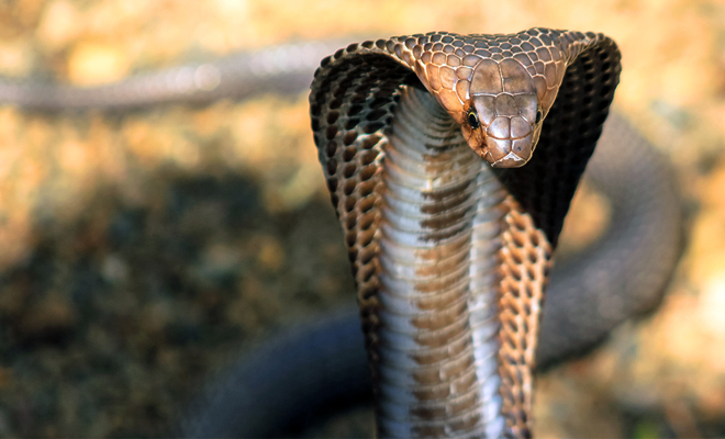 Огромная кобра приползла в деревню. что произошло дальше удивило всех гремучая змея
