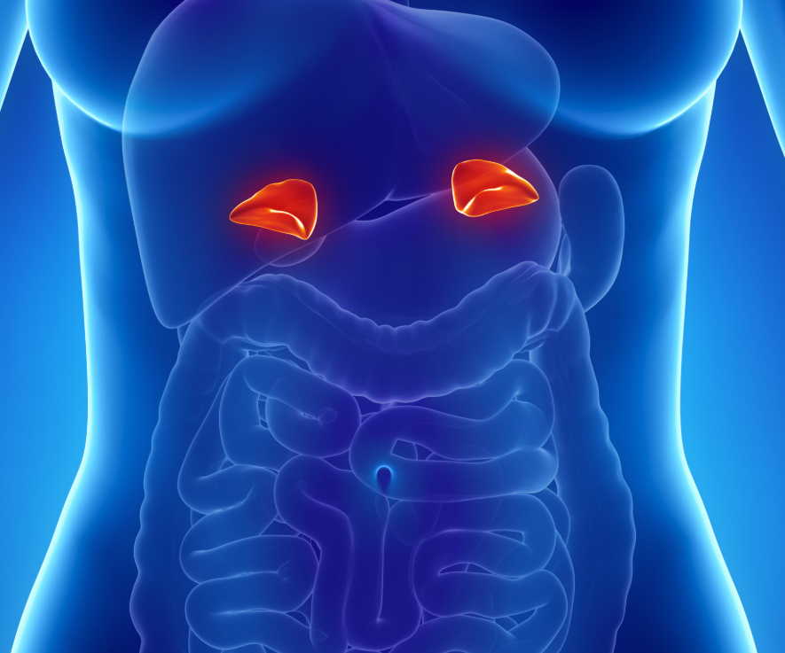 Надпочечники - основные железы мужского и женского здоровья!