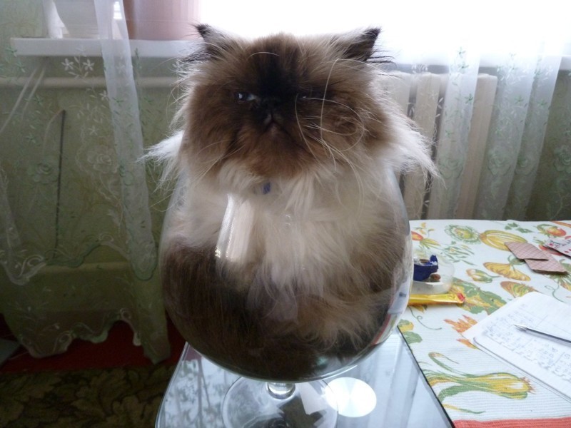 Коты, которых можно налить в любую емкость животные, приколы, удачный кадр, юмор
