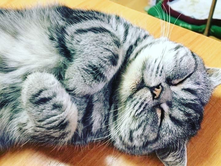 Услуги ветеринара