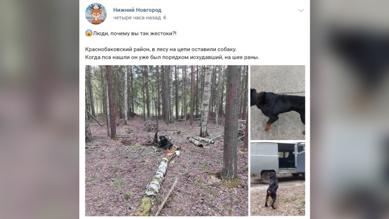 Израненного ягдтерьера бросили на голодную смерть в нижегородском лесу