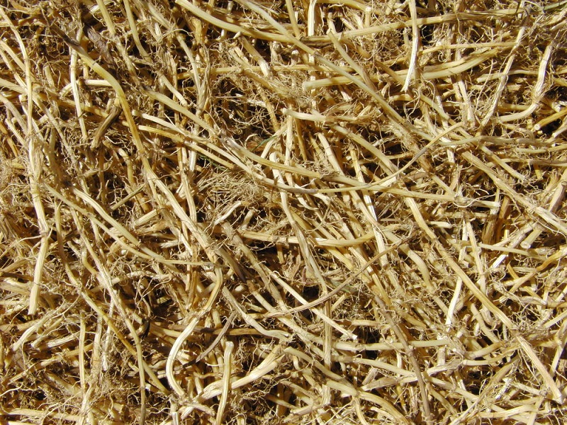 пырей ползучий лекарственные войства