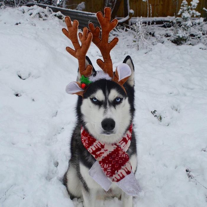 angry-husky-christmas-photoshoot-anuko-5