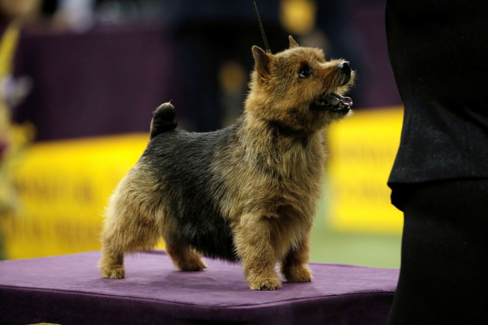 Выставка собак в мире Westminster Kennel Club Dog Show