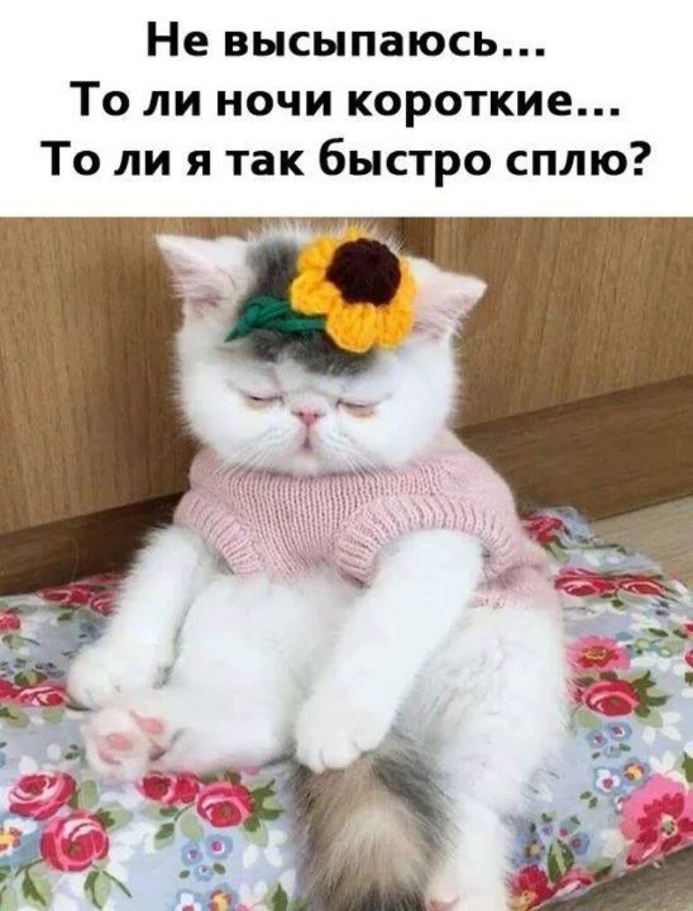 Быстро спать картинки смешные, день