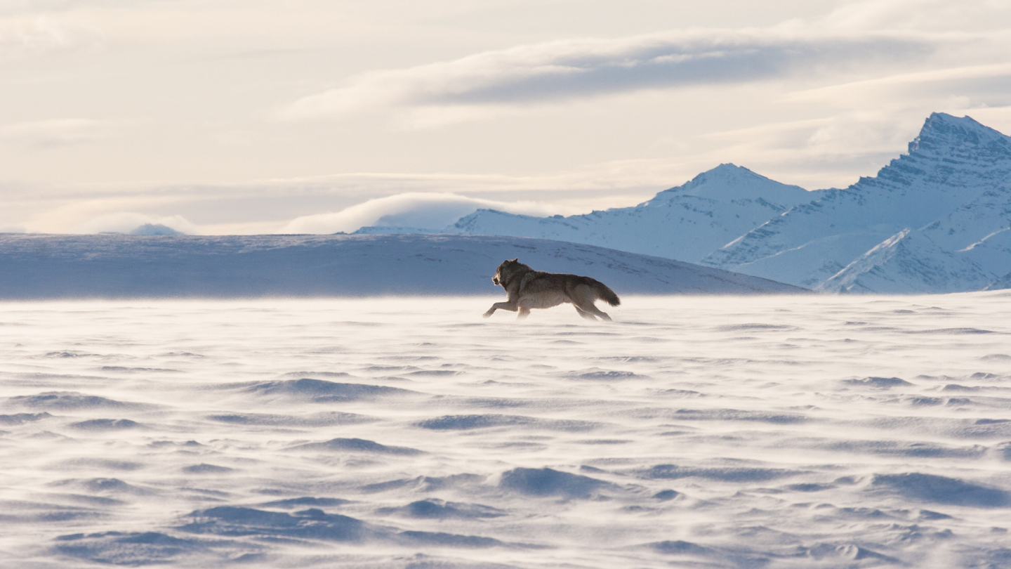 Кроме белого медведя: 10 животных, которые живут в Гренландии берегов, мешок, нерпа, среди, сородичей, гренландские, могут, Гренландии, хищников, редко, время, поисках, своих, Гренландский, леммингов, льдов, тюлени, темной, снегом, отличие