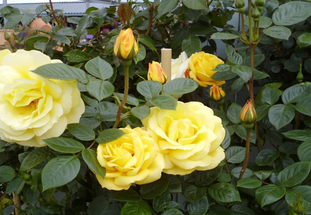 Розы флорибунда для сибири лучшие сорта фото