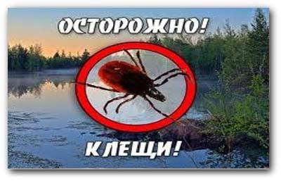 Клещи в Ростовской области: описание, виды, фото. Есть ли энцефалитные клещи в Ростовской области?