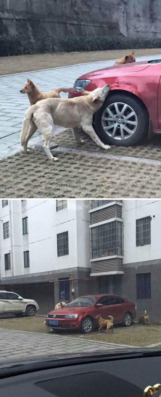 Stray Dog Kicked By Driver Returns With A Pack Of Friends To Trash His Car