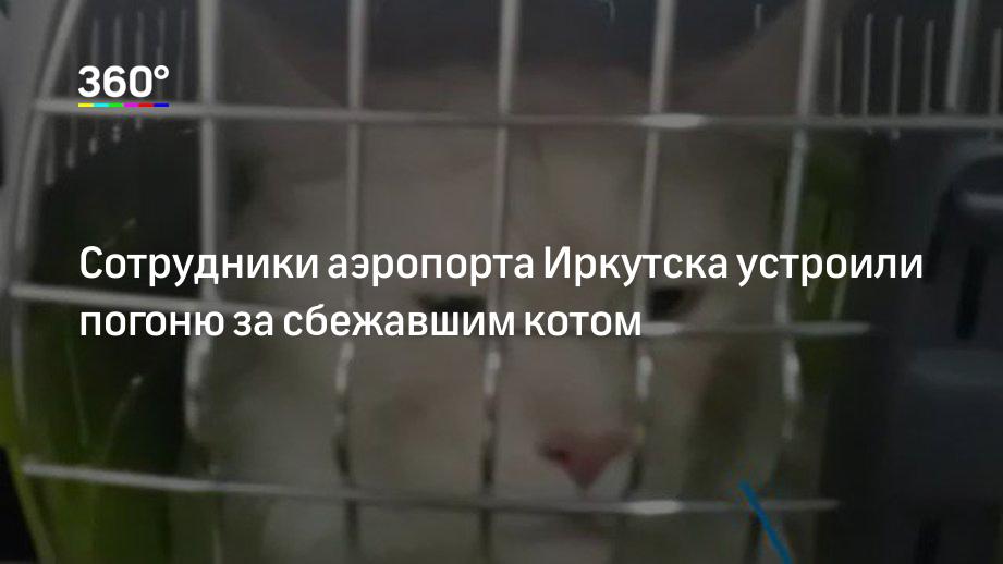 Сотрудники аэропорта Иркутска устроили погоню за сбежавшим котом