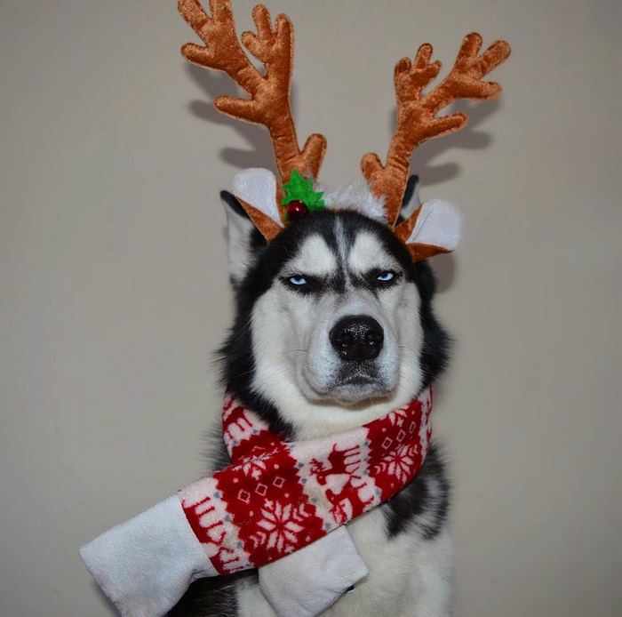 angry-husky-christmas-photoshoot-anuko-9