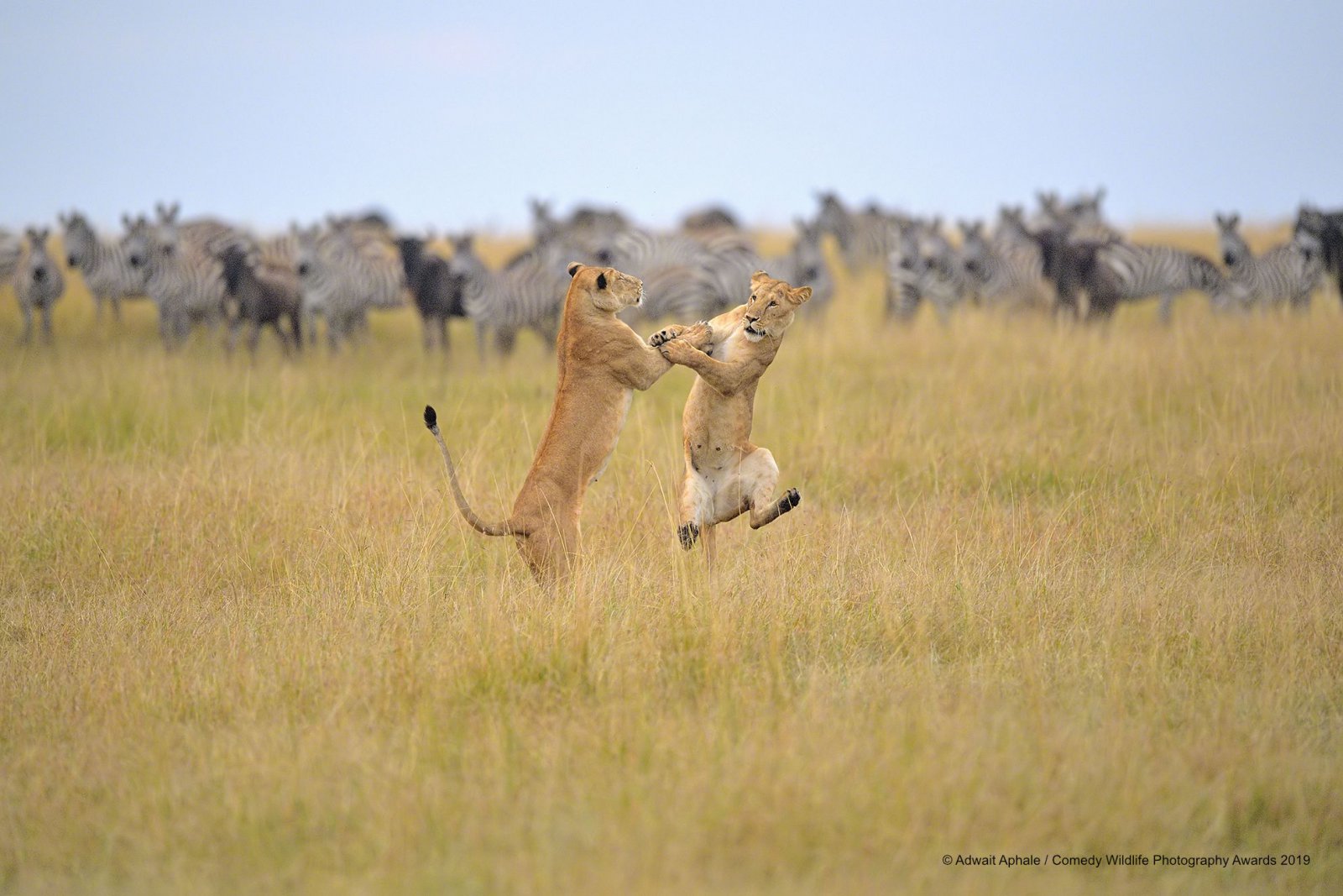 40 самых смешных финалистов премии Comedy Wildlife Photography Awards 2019 природа,фотографии,юмор и курьезы