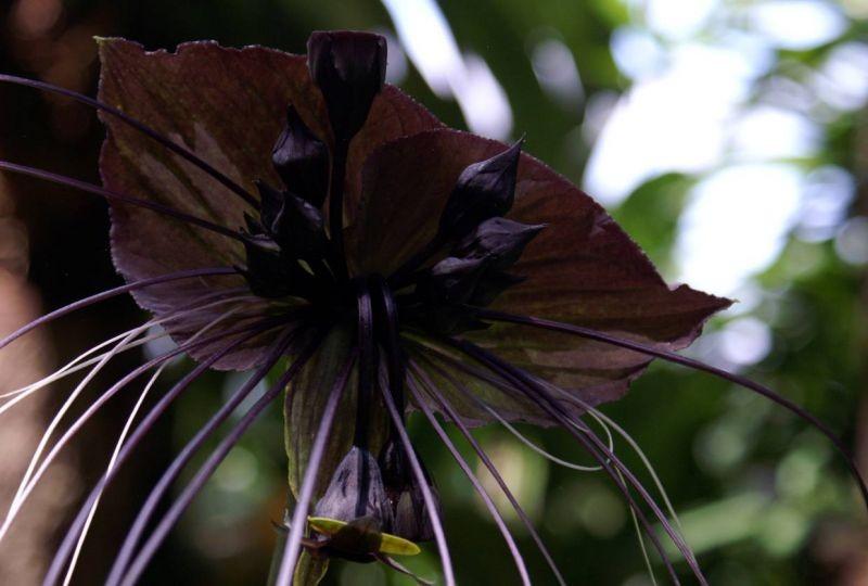 Самый страшный цветок в мире фото название
