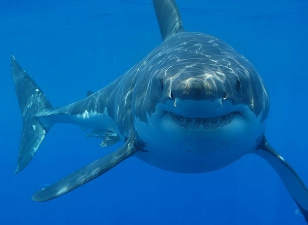 Самая большая акула акулы, факты, хищники