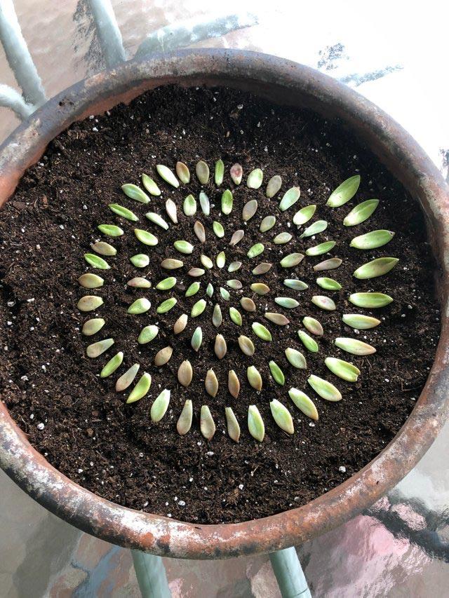 30 снимков, которые которые порадуют вашего внутреннего перфекциониста 