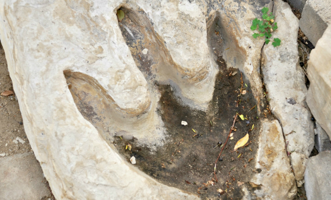 Школьник пошел гулять в лес и нашел следы динозавров, живших 130 миллионов лет назад