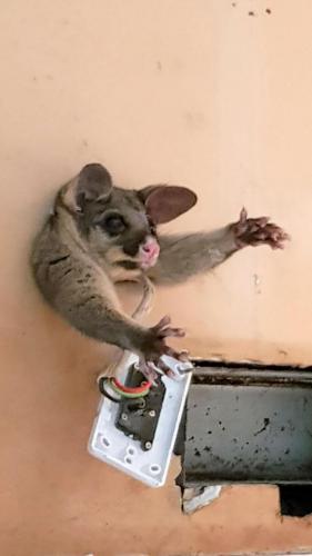 Как Винни-Пух: в Австралии опоссум застрял в стене дома