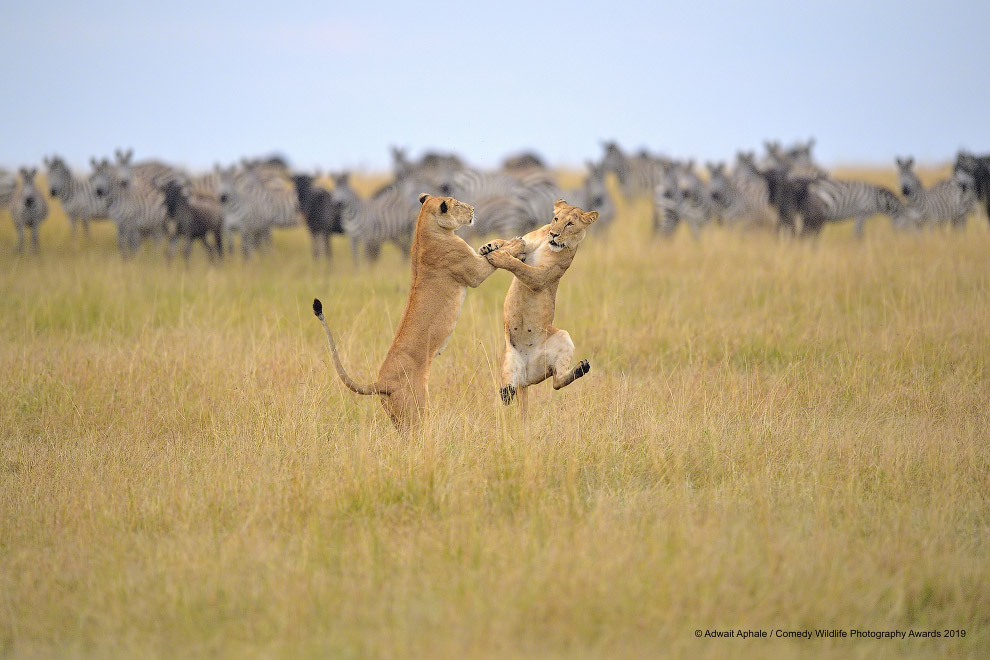 Фотографии финалистов Comedy Wildlife Photography Awards 2019