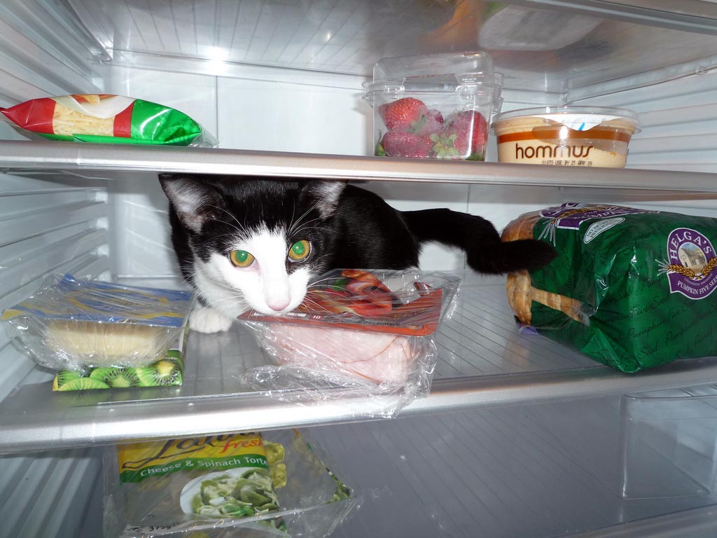 Фотография: Коты в холодильниках №9 - BigPicture.ru