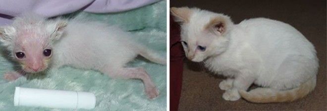 Stuart Little After He Was Found And Nursed Back To Health