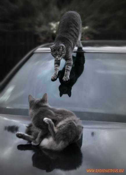 Очаровательные мурлыки 