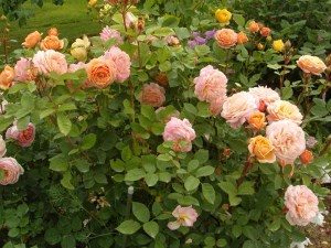 розы Дэвида Остина
