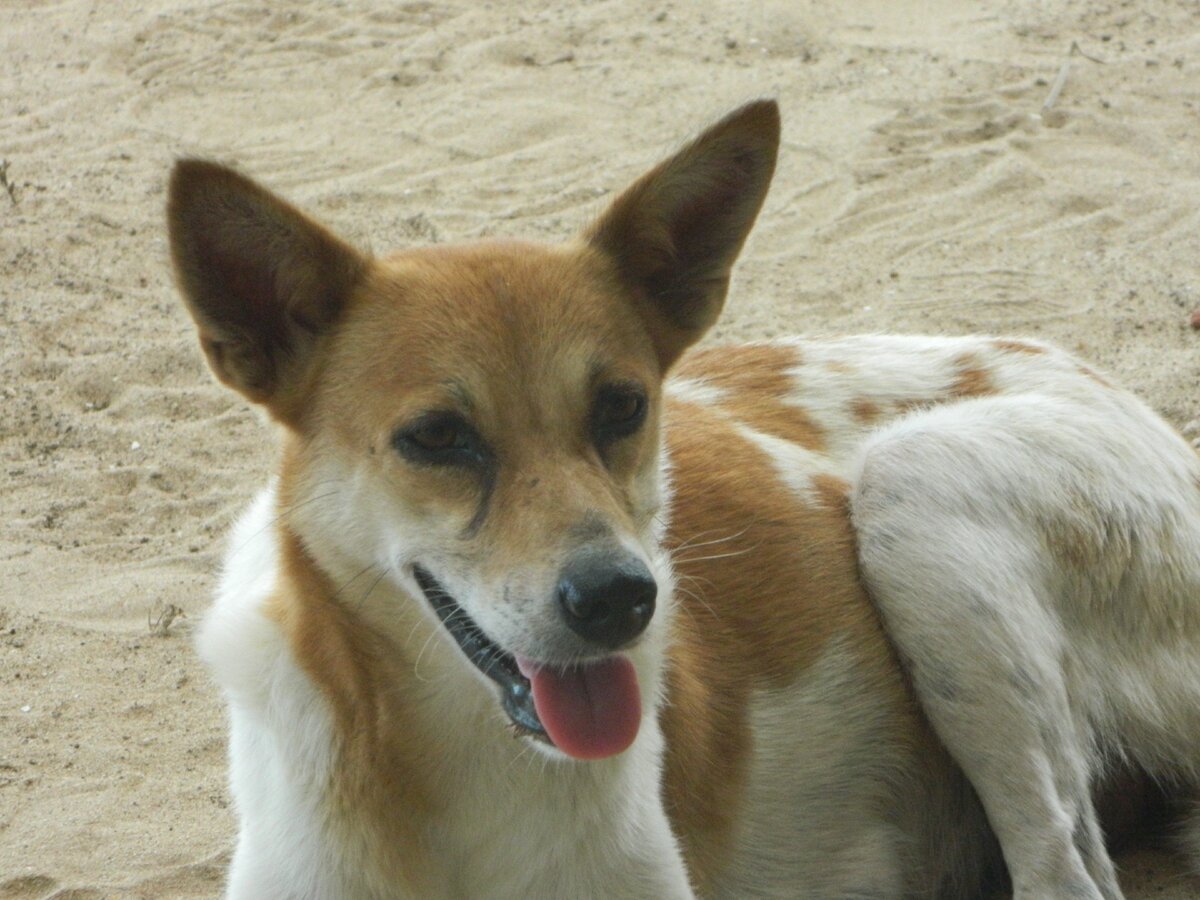 Собаки на Шри-Ланке (фото из личного архива)