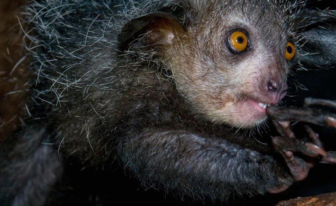 Мадагаскарская руконожка
Этот лемур (Daubentonia madagascariensis) ведет ночной образ жизни и питается скрытыми под корой личинками. Длинный средний палец красавец использует для того, чтобы извлечь свои изысканные лакомства из укрытия.